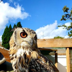 Meet your Posher, Faithe